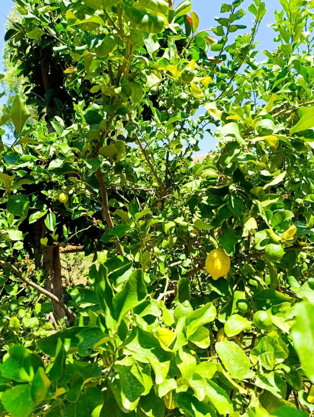 Casa In Giardino A Pochi Passi Dal Mare Villa Palermo Kültér fotó